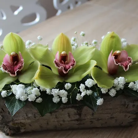 Orchid House * Belgrado